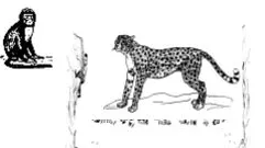 le singe et la panthère